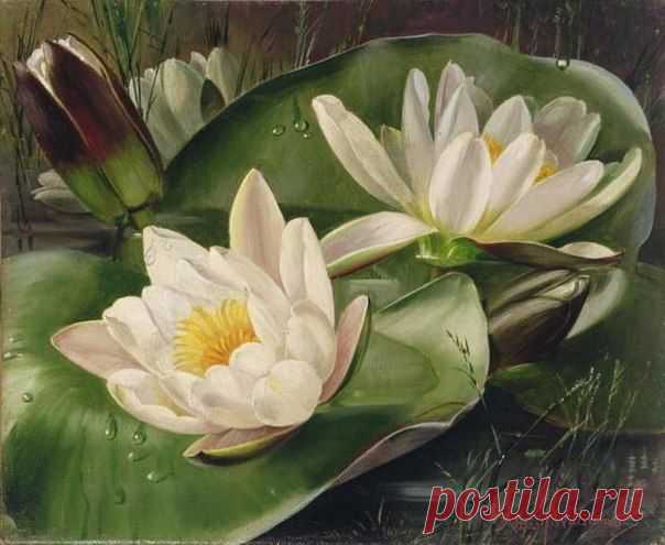 Елена Балакина