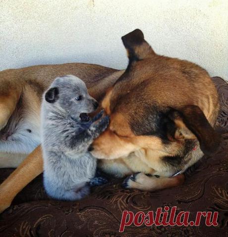 Джек!!! Хватит спать--айда играть.