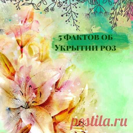 5 фактов об Укрытии роз, все что вы знали и немного больше.
.
Друзья, в первую очередь ориентируемся по своим погодным условиям, начинаем "Укрывать" при устойчивом минусе, до минус 10 розам ничего не будет, спите спокойно, а вот если раньше укутаете, то сопреют родненькие.
Но обрезать я уже начала, выходим в прямой эфир, пока все не чикнула? со мной это быстро...
.
1 
С чего начать- обрезать всю листву, вырезать в середине сухое, еле живое и тонкое, без жалости, выключите ...