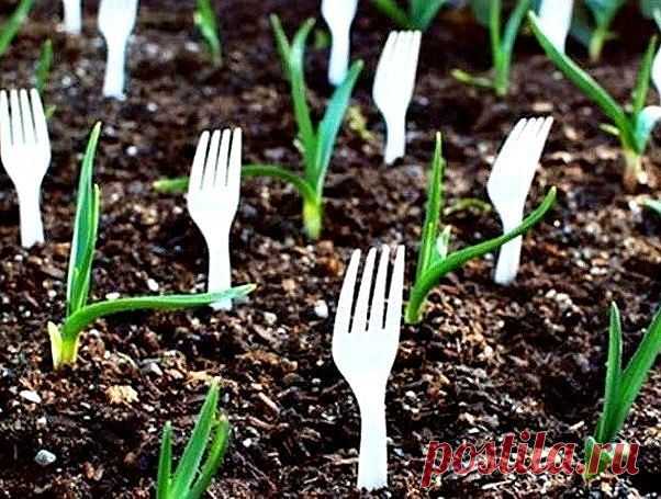 СТРАННЫЕ СОВЕТЫ ДЛЯ ОГОРОДНИКОВ .

Вот такие немного странные, но очень эффективные советы для всех дачников. Проверьте и убедитесь, что они действительно работают.

 Как правильно посадить, например, морковь? Некоторые огородники смешивают её с песком и высеивают. А я это делаю... в киселе.
Поверьте, это очень хороший способ. Варю из крахмала жидкий кисель, на стакан остывшего киселя беру одну чайную ложку семян моркови, размешиваю и выливаю в заварной чайник. Делаю в зем...