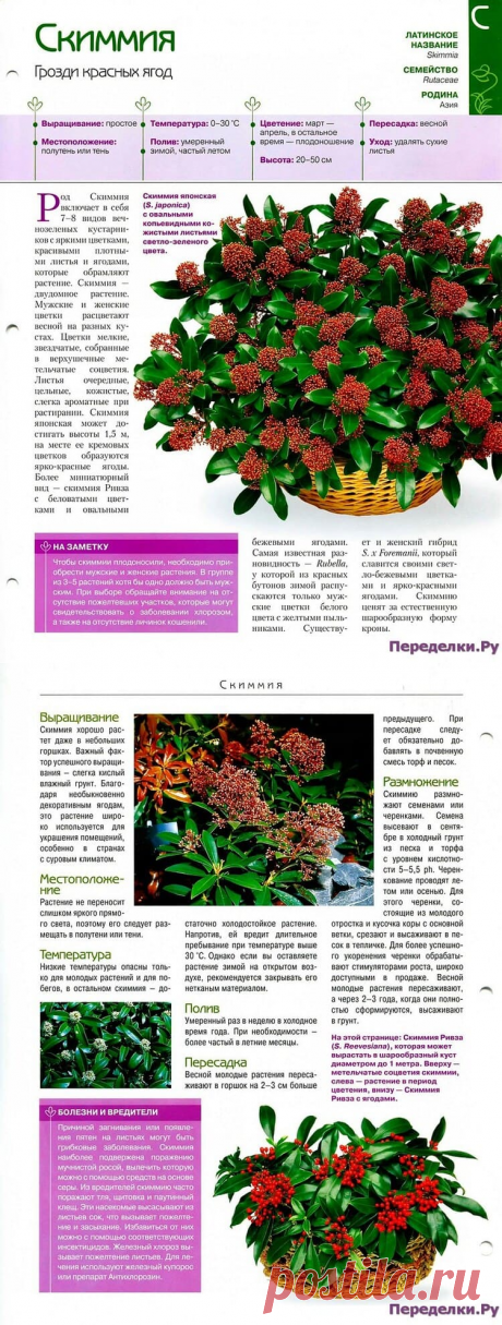 Скиммия * Переделки.РуПеределки.Ру