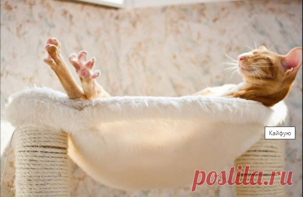 Откуда произошло слово «кайф»? Корни явно не русские!