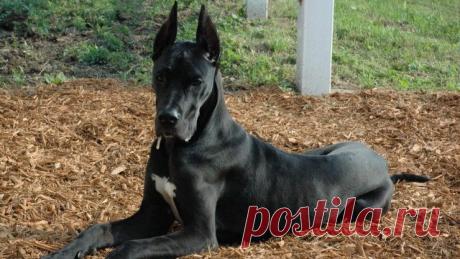 Дог (31 фото)