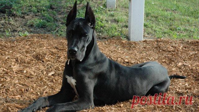 Дог (31 фото)