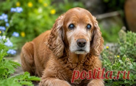 Слепота у собак — не всегда приговор, но всегда сигнал ⚠️🐶
Как вовремя заметить потерю зрения, какие болезни к ней приводят и когда срочно идти к ветеринару — собрали в одной статье 👇

Зрение может ухудшаться постепенно или пропасть внезапно 😢👁️
Не пропустите первые симптомы — это важно для здоровья питомца ❤️

#собаки#здоровьесобак#ветеринария#слепотаусобак#болезнисобак#уходзасобакой#ветеринар#питомцы#собачийздоровье
Изображение от ChatGPT