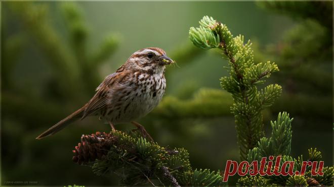 Song Sparrow Another from my dramatic bird series  Aurora, Ontario