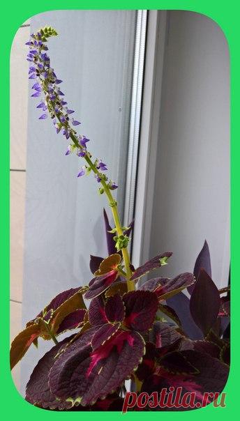 Цветущий КОЛЕУС ♥ Благодаря группе узнала, как правильно называется этот цветок - а то все крапивкой называла 😜