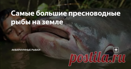 Самые большие пресноводные рыбы на земле И снова здравствуй, дорогой мой друг, любитель необычных подводных обитателей и аквариумных рыбок. В холодных и соленых водах Мирового океана обитает множество необычных и странных существ, среди которых особым вниманием пользуются те, которых называют гигантами. А о тех, кто обитает в пресной воде, как правило, забывают. Вот несколько малоизвестных огромных рыб обитающих в пресной воде. Гигантский сом Меконга Гигантский сом Меконга...