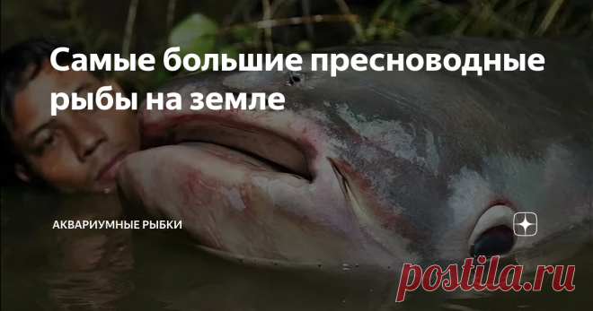 Самые большие пресноводные рыбы на земле И снова здравствуй, дорогой мой друг, любитель необычных подводных обитателей и аквариумных рыбок. В холодных и соленых водах Мирового океана обитает множество необычных и странных существ, среди которых особым вниманием пользуются те, которых называют гигантами. А о тех, кто обитает в пресной воде, как правило, забывают. Вот несколько малоизвестных огромных рыб обитающих в пресной воде. Гигантский сом Меконга Гигантский сом Меконга...