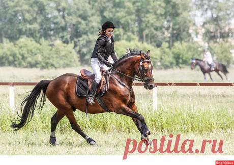 Фото: Конкур. Фотограф Сан Саныч. Спорт - Фотосайт Расфокус.ру