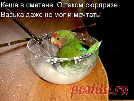Смешные животные