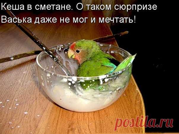 Смешные животные