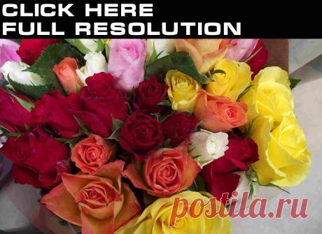 Обои Розы Цветы - Фото : 279022