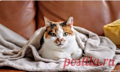 Невидимая обида: чего стоит избегать, чтобы не потерять доверие кошки