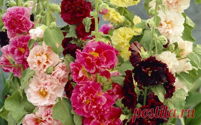 Штокроза розовая (Alcea rosea)