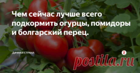 Чем сейчас лучше всего  подкормить огурцы, помидоры и болгарский перец.