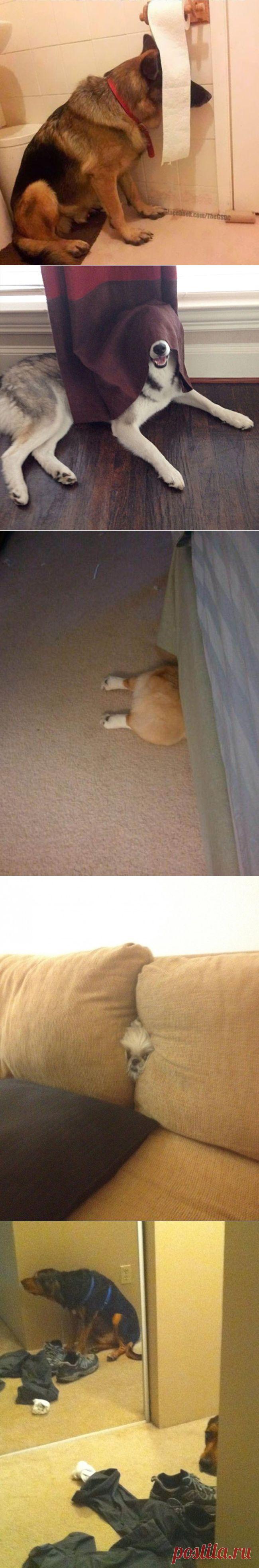 20 собак, которые думают, что хорошо спрятались