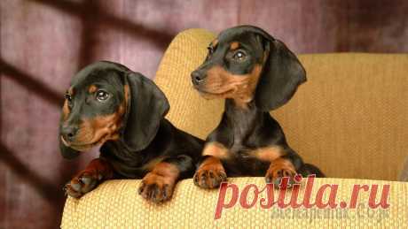 Храбрые, умные, милые: 8 длинных, но милых фактов о таксах