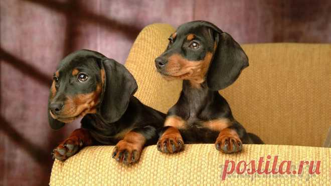 Храбрые, умные, милые: 8 длинных, но милых фактов о таксах