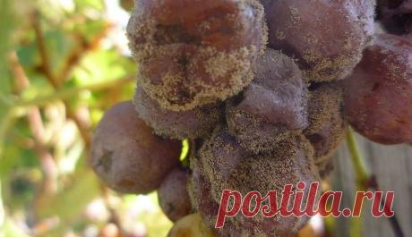 Серая гниль | Supersadovod - о саде и огороде просто и интересно