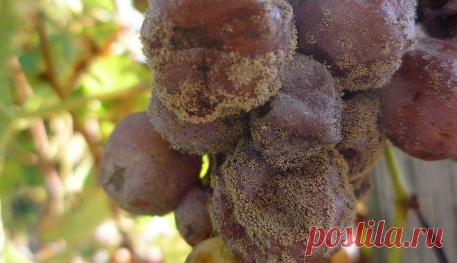 Серая гниль | Supersadovod - о саде и огороде просто и интересно