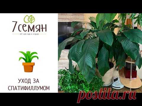 КАК Я ВЫРАСТИЛА ОГРОМНЫЙ СПАТИФИЛЛУМ!