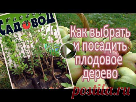 Как выбрать и посадить плодовое дерево Как правильно выбрать, когда и как посадить саженец плодового дерева...