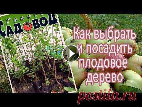 Как выбрать и посадить плодовое дерево Как правильно выбрать, когда и как посадить саженец плодового дерева...