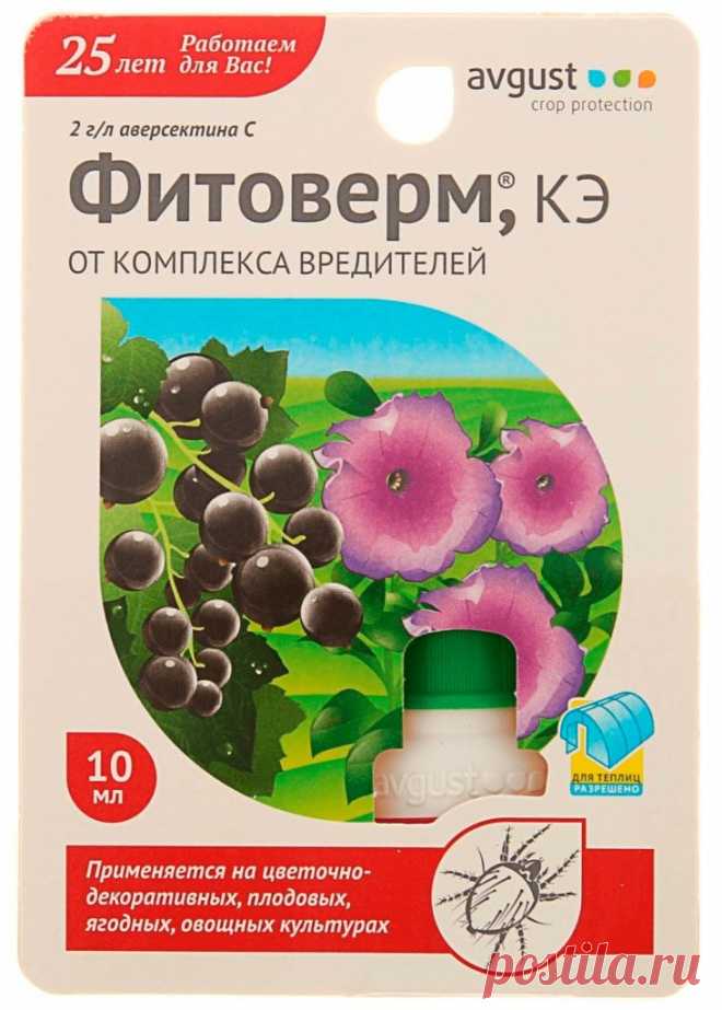 Супер-схема для борьбы с паутинным клещом без химии в домашних условиях.