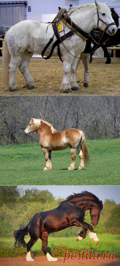 Тяжеловозы - самые большие и сильные лошади