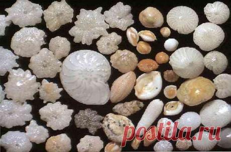 Характеристики фораминифер, морфология, классификация, жизненный цикл / биология | Thpanorama - Сделайте себя лучше уже сегодня!