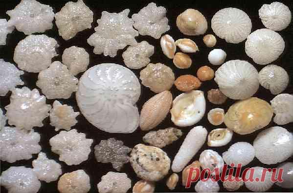 Характеристики фораминифер, морфология, классификация, жизненный цикл / биология | Thpanorama - Сделайте себя лучше уже сегодня!