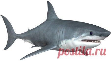 Белая акула - полезные и опасные свойства мяса белой акулы Описание полезных и опасных свойств мяса белой акулы, а также способ хранения, химический состав, пищевая ценность, применение в кулинарии и косметологии данного продукта