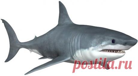 Белая акула - полезные и опасные свойства мяса белой акулы Описание полезных и опасных свойств мяса белой акулы, а также способ хранения, химический состав, пищевая ценность, применение в кулинарии и косметологии данного продукта