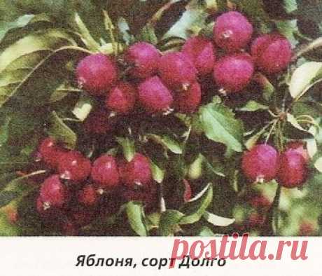 Ранетки, райские яблочки - Сады Сибири