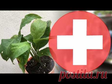 СПАТИФИЛЛУМ ВЯНЕТ И БОЛЕЕТ что делать? 🌱 цветок ЖЕНСКОЕ СЧАСТЬЕ
