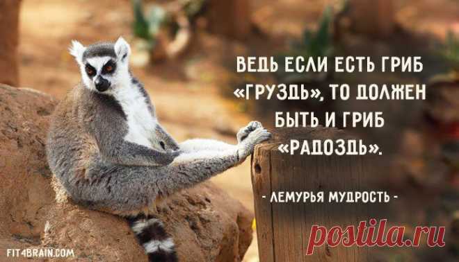 Найдено на сайте fit4brain.com.