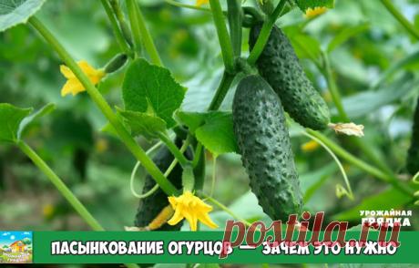 Как и зачем прищипывают огурцы?
