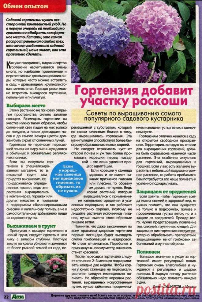 Советы по выращиванию гортензии