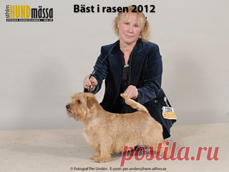 NORFOLKTERRIER Domare: JANZON ELISABET  NORD JV-07 SE UCH GUESTLINGS BRIGHT ENOUGH Ägare: BJÖRKFÄLL SUSANN, TULLINGE Uppfödare: BJÖRKFÄLL SUSANN, TULLINGE