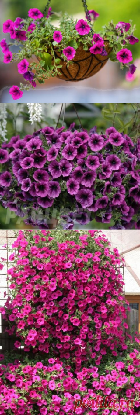 Ампельная петуния: секреты выращивания растения