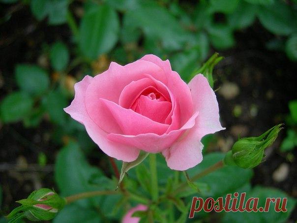 Если вы встретите свою настоящую любовь, то она от вас никуда не денется - ни через неделю, ни через месяц, ни через год.