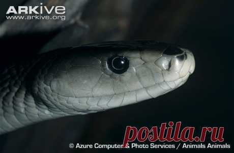 arkive animals - Поиск в Google