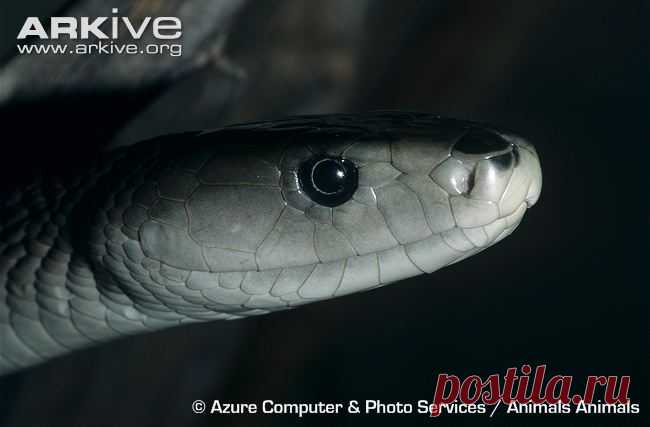 arkive animals - Поиск в Google