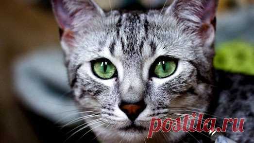 Как ухаживать за кошкой породы Египетский мау?