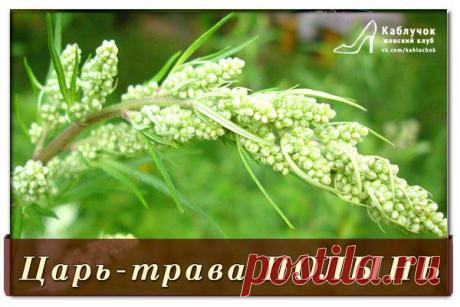 Горько, но не грустно. "Царь-трава"