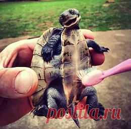 В мире животных