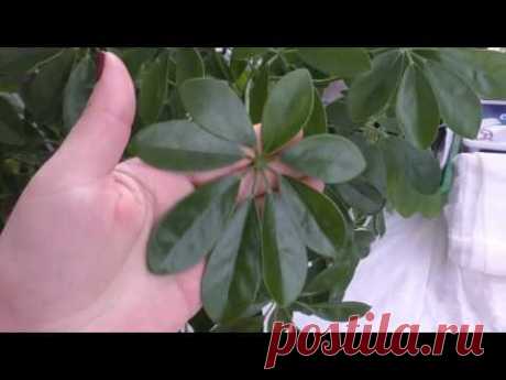 Шикарный блеск листьев!!! Уход за комнатными растениями!