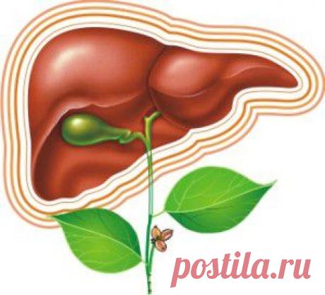 , очищение, восстановление печени народными средствами