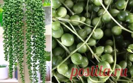 Размножение Крестовника Роули | Мир растений